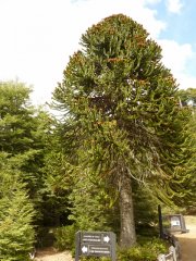 araucaria con pinos